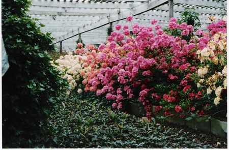 Blue Mountain Double Azalea